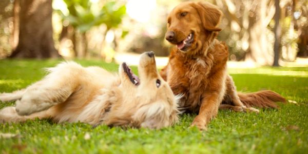 Two golden retrievers playing on grass.