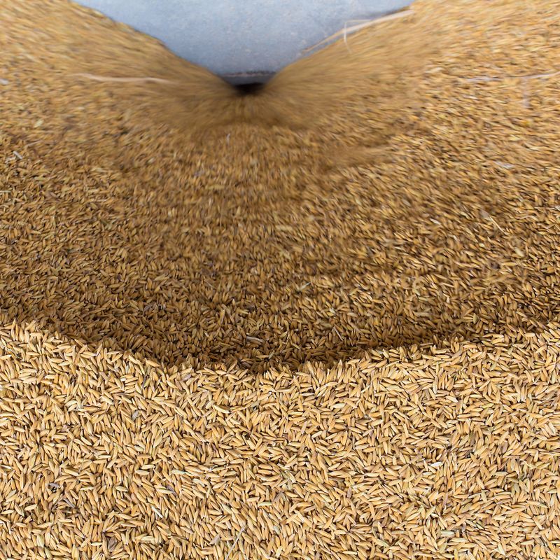Paddy, rice mill in thailand