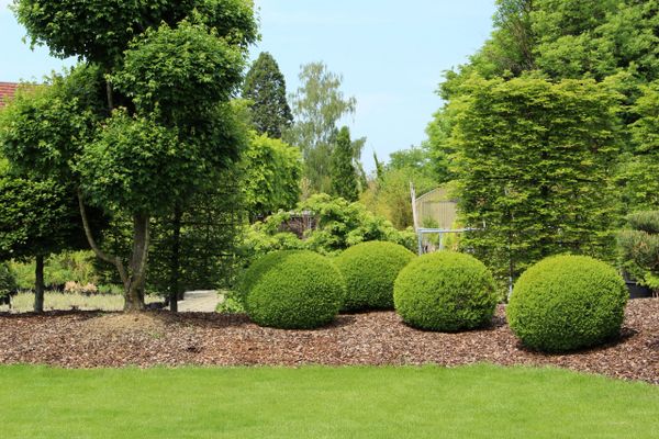 A garden with round, well-trimmed green bushes and a variety of trees.
