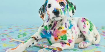 Dalmation puppy with bright colored paint all over it, leg draped over a paintbrush
