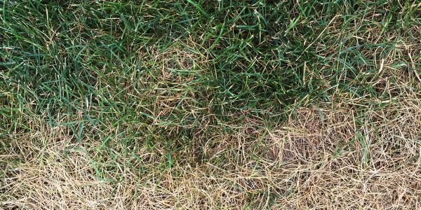 Grass patch transitioning from dry brown to healthy green.