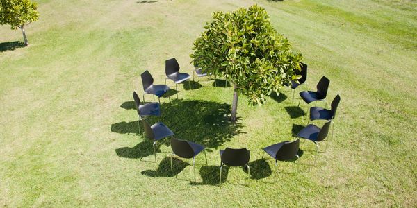 Empty chairs arranged in a circle around a small tree on grass.