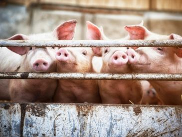 Pigs peeking over a metal fence.