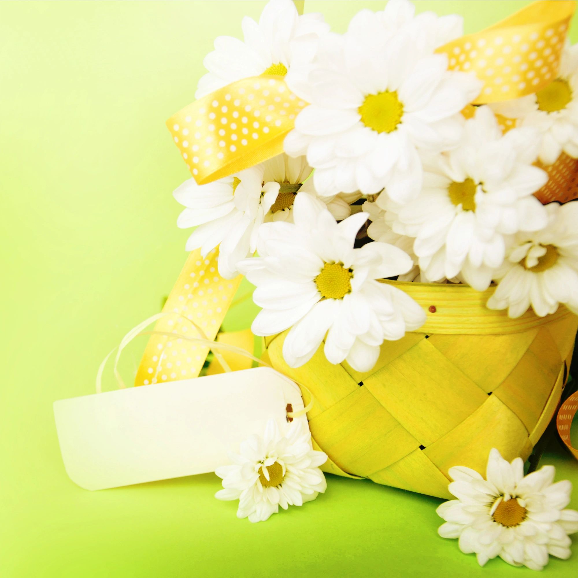 White daisies with yellow centers in a yellow basket and polka dot ribbon.