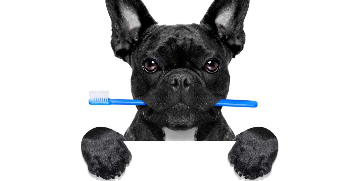 Black French Bulldog holding a blue toothbrush in its mouth.