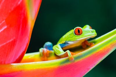 A green frog with red eyes on a vibrant flower.