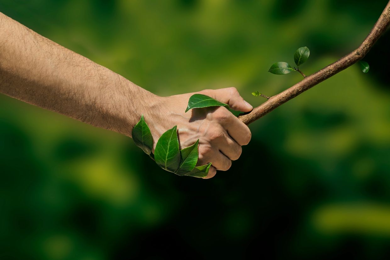 Hand holding a leafy branch with green leaves.
