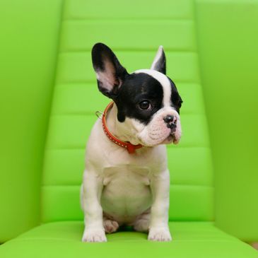 A French Bulldog puppy sitting on a bright green chair.