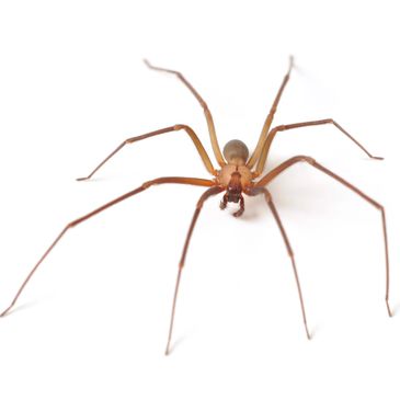 Brown Recluse