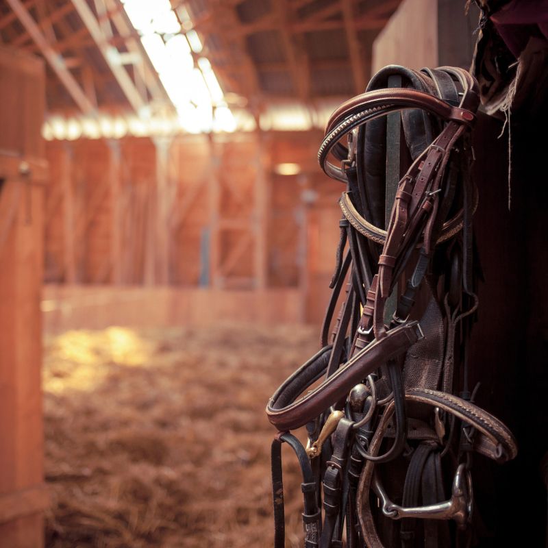 Leather horse bridles and bits hanging on wall of stable in sunrays