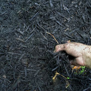 Hand holding dark mulch in garden bed.