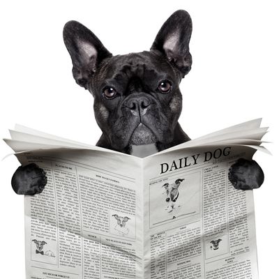 A black French bulldog holding and reading a newspaper titled Daily Dog.