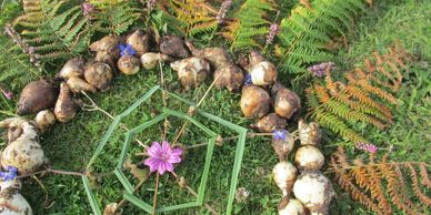 Natural spiral arrangement of bulbs, flowers, and fern leaves on grass.