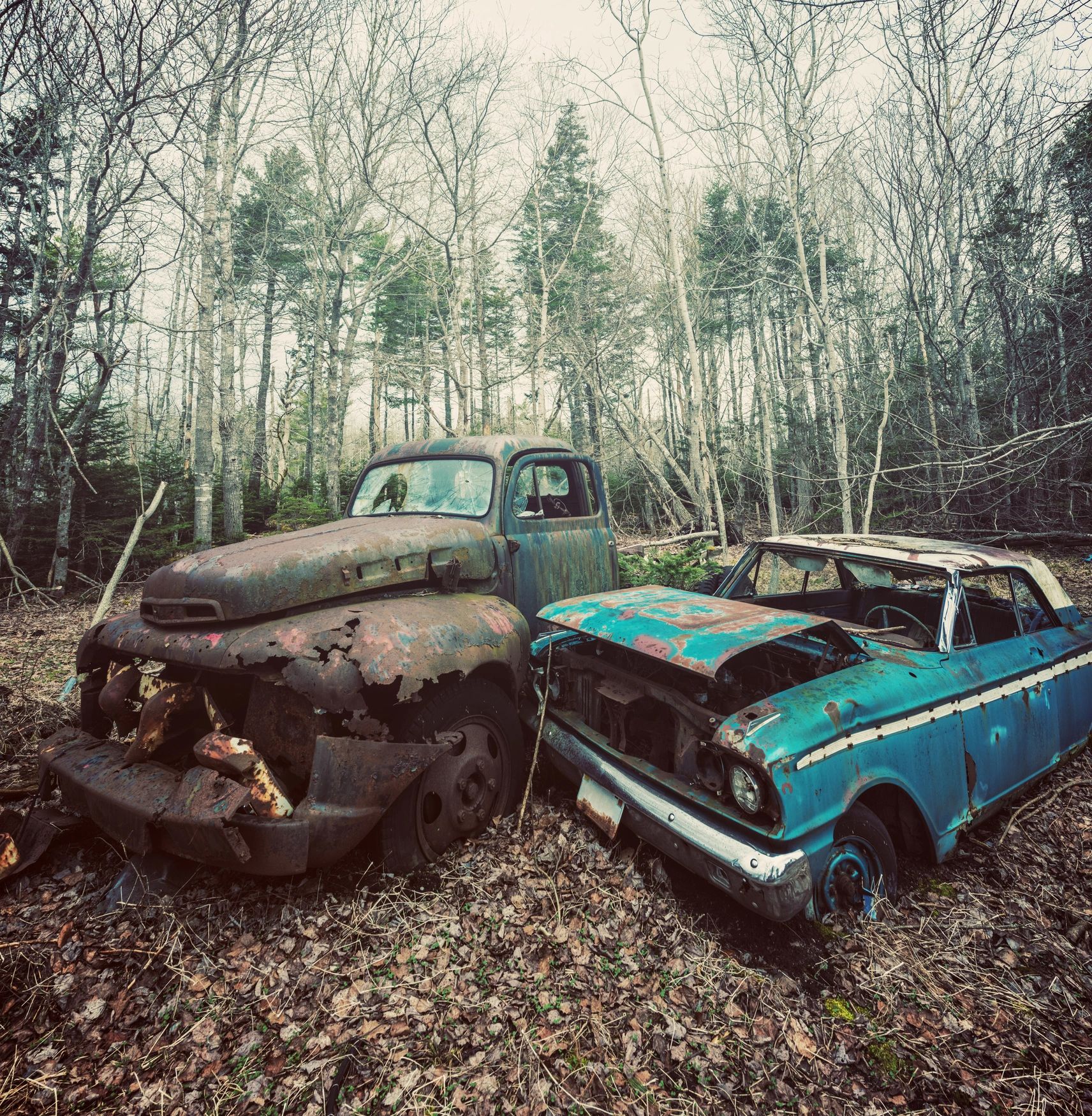 Rusty vintage car overtaken by nature with trees growing through it.