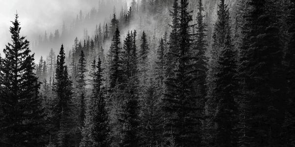 pzi.global car offset carbon offset plant trees offset car travel no footprint carbon zero sustainable conservation project zero impact 