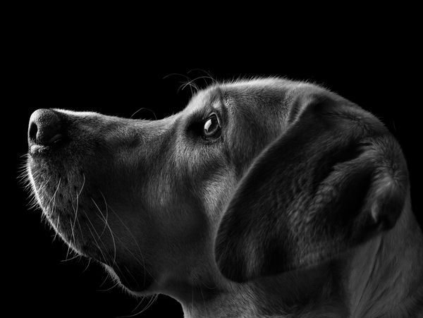 Black and white close-up of a dog's profile against a dark background.