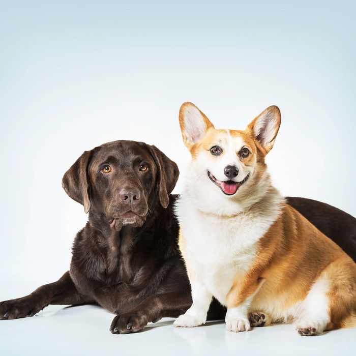 A chocolate Labrador and a smiling Corgi sitting together on a white background.