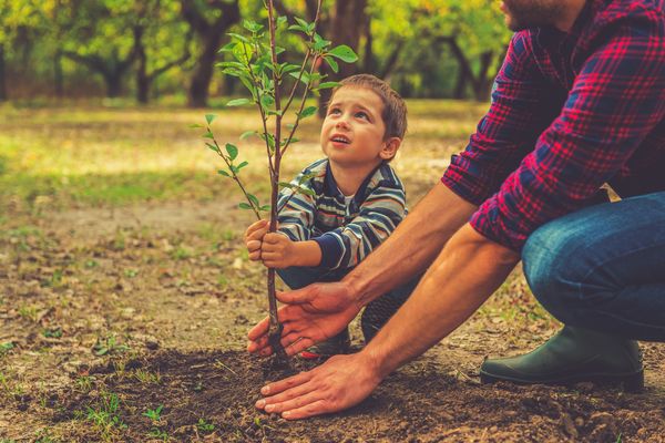 Un Nino sembrando un Arbol con una persona adulta 