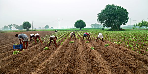 Farmers working in a vast field planting crops under a cloudy sky.