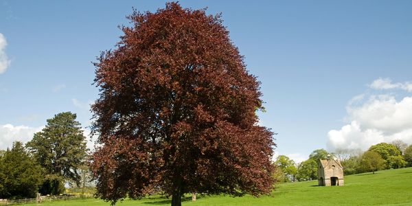 Large red-leafed tree in a sunny green field with a small stone structure in the background.