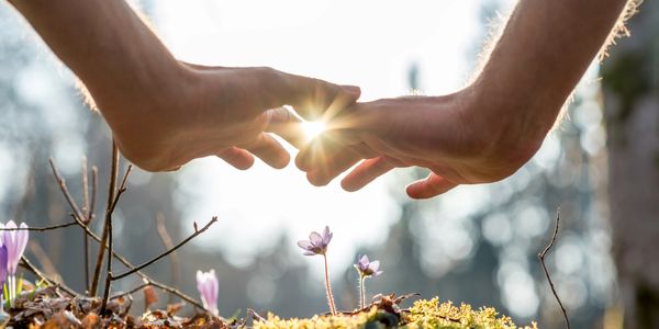 Hands gently framing sunlight over delicate purple wildflowers in a forest.