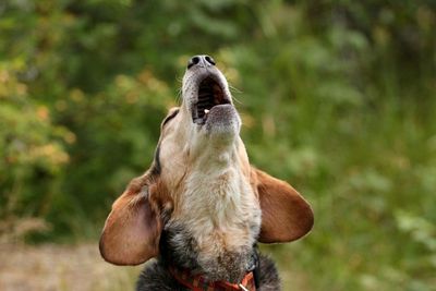 A dog howling outdoors with ears flapping.