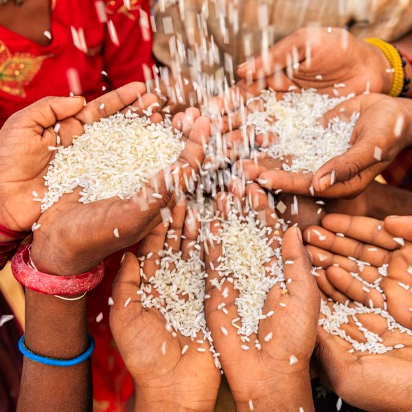 Hands holding and catching falling rice grains.