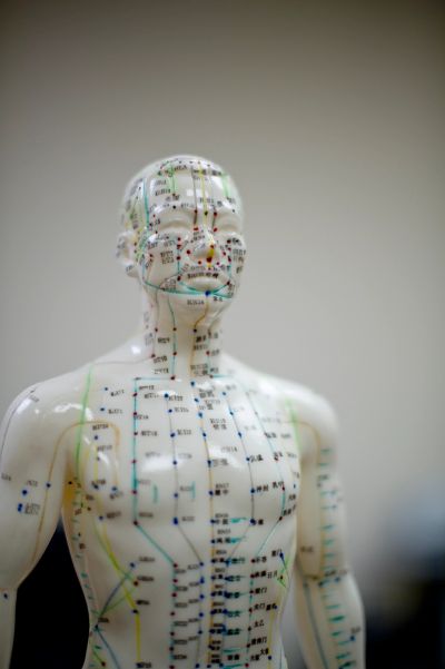Acupuncture model with meridian lines and points.