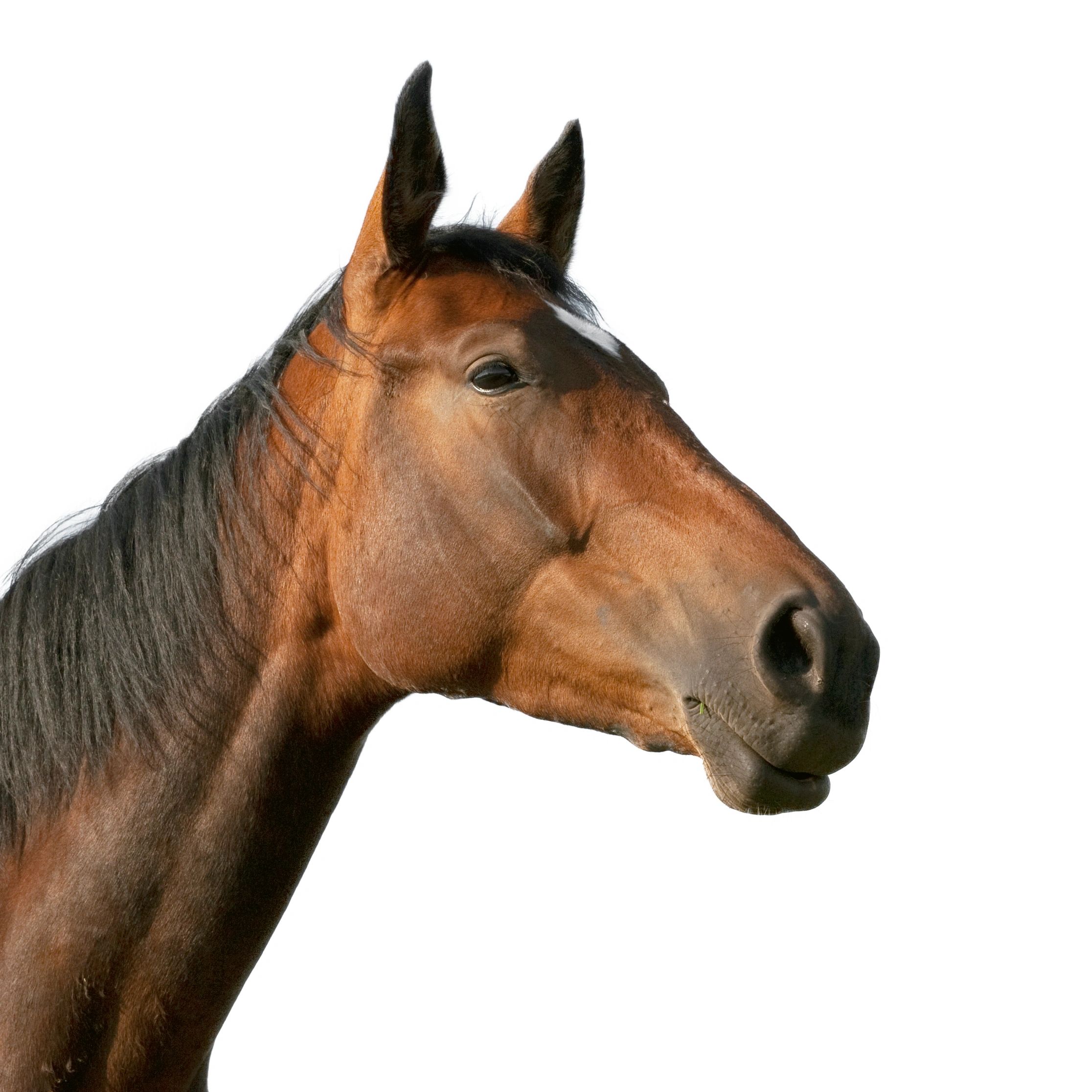Close-up of a brown horse's head with a white blaze on its forehead.
