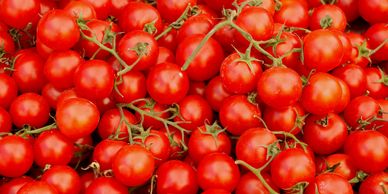 A bunch of fresh red tomatoes on the vine.