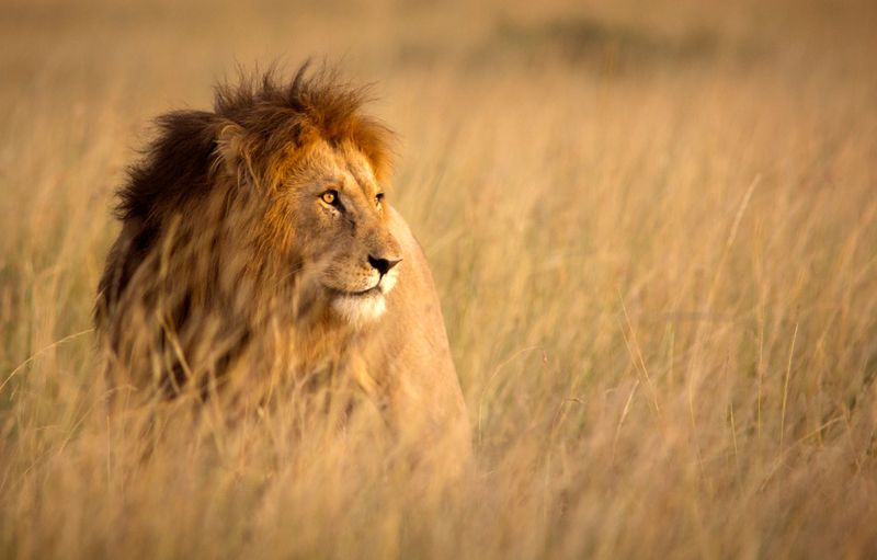 Large male lion in high grass and warm evening light - Masai Mara, Kenya