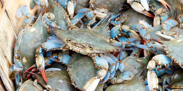 Fresh blue crabs piled in a wooden basket.