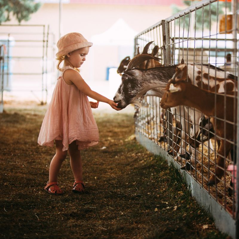 2.5 year old toddler girl  feeding the goats at the fair