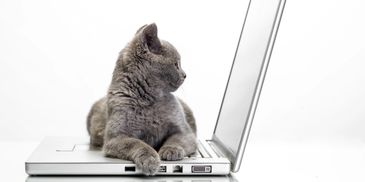 Grey cat lying on a laptop.