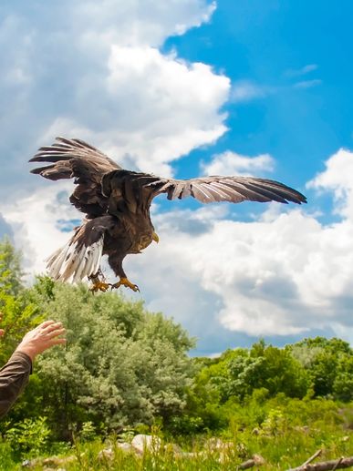 Rehabilitated eagle release near Lake Cumberland.