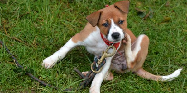 Puppy scratching itself while sitting on grass.