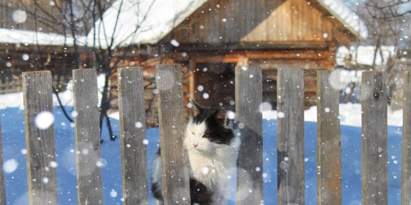 Black and white cat behind wooden fence in snowy scene.