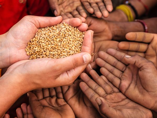 Hands offering grains to many open hands, symbolizing sharing and support.
