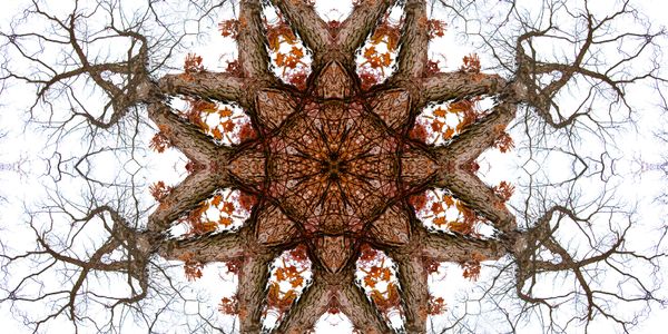 Kaleidoscopic pattern of tree branches with autumn leaves.
