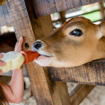 A calf drinking milk from a bottle.
