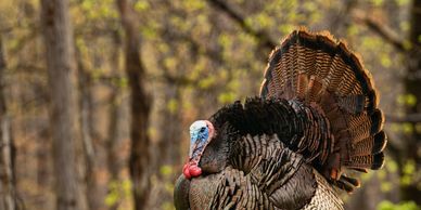 A wild turkey stands in a forest clearing with its feathers fanned out.