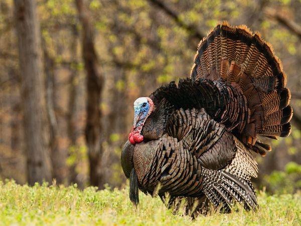 A wild turkey displaying its feathers in a forest clearing.