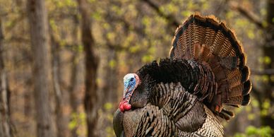A wild turkey stands in a forest clearing with its feathers fanned out.