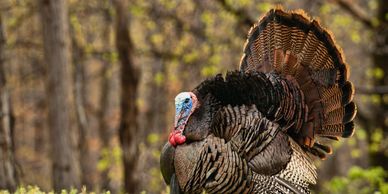 A wild turkey stands in a forest clearing with its feathers fanned out.