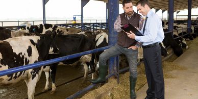 Two men discussing in a cattle barn with cows in the background.
