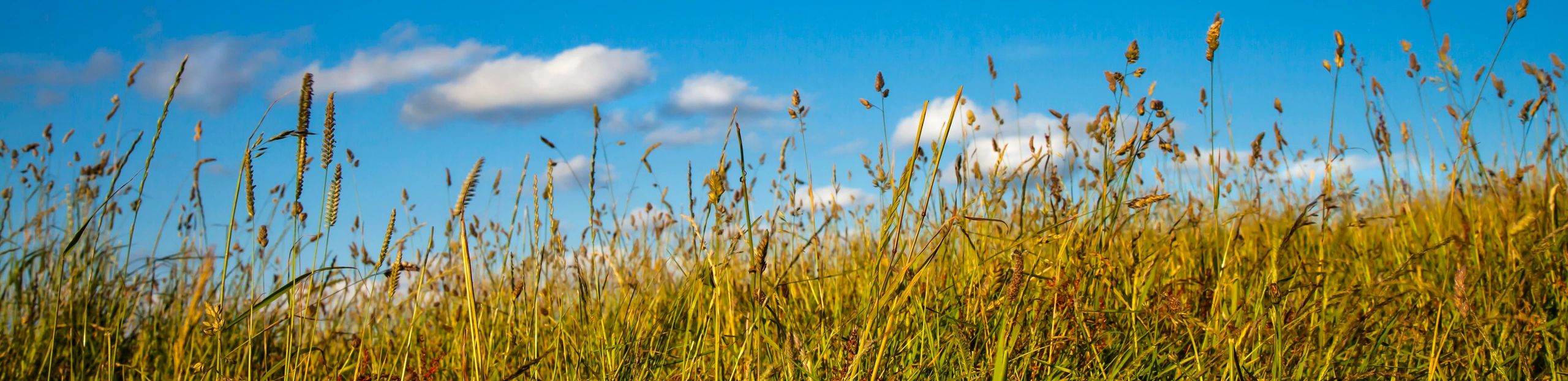 Tall grass against a blue sky with clouds.