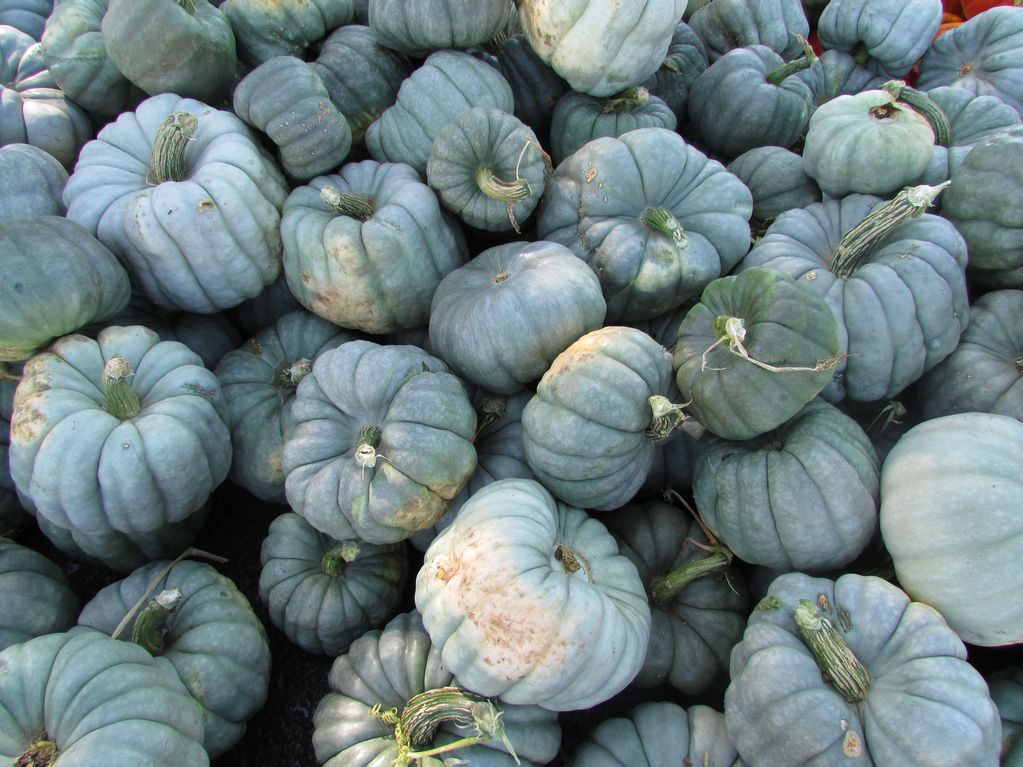 Pile of blue pumpkins.