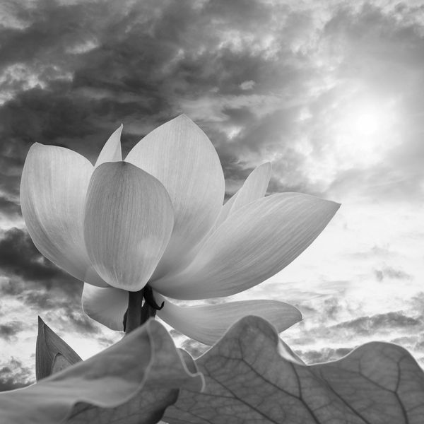 Pink lotus flower with sunset sky.