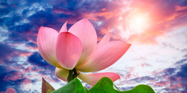 San Mateo San Francisco Bay Area Holistic healing IRM Practitioner epigenetic healing woman circle