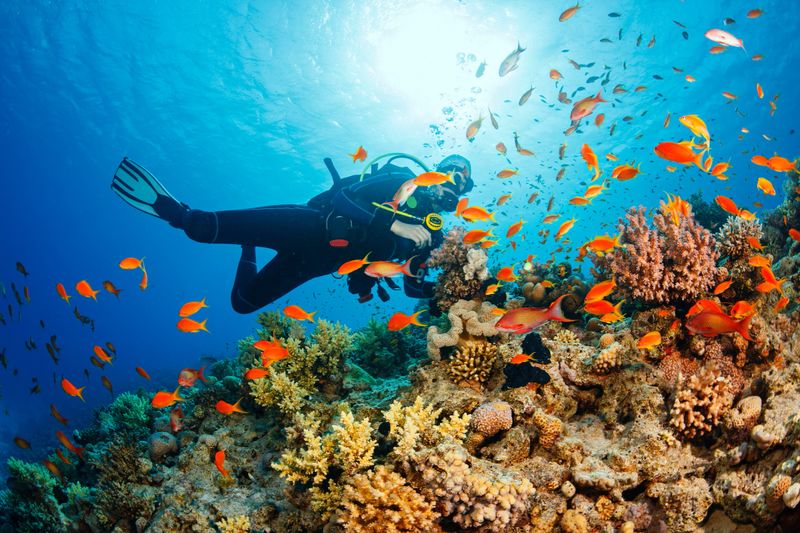 Scuba diving. Beautiful sea life. Underwater scene with young women, scuba diver, explore and enjoy at coral reef. School of red sea fish (scalefin anthias).